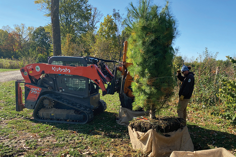 tree-planting